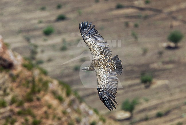 RÃ¼ppells Gier in vlucht boven Ethiopisch landschap; Rueppell's Griffon (Gyps rueppelli erlangeri) in flight above Ethiopian landschape stock-image by Agami/Andy & Gill Swash ,