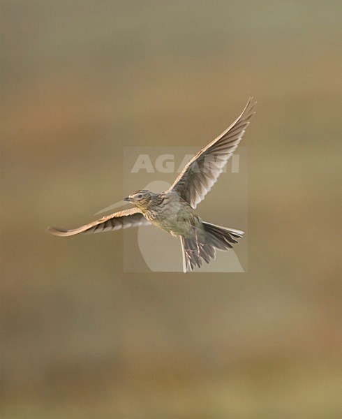 Veldleeuwerik in de vlucht; Eurasian Skylark in flight stock-image by Agami/Marc Guyt,