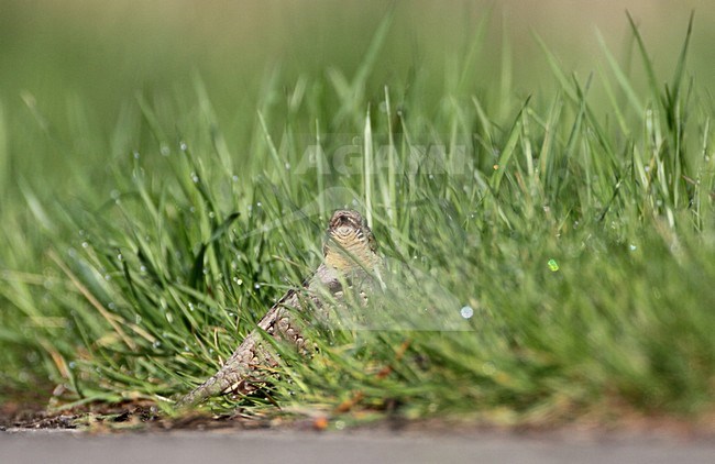 Draaihals op de grond, Eurasian Wryneck on the ground stock-image by Agami/Karel Mauer,