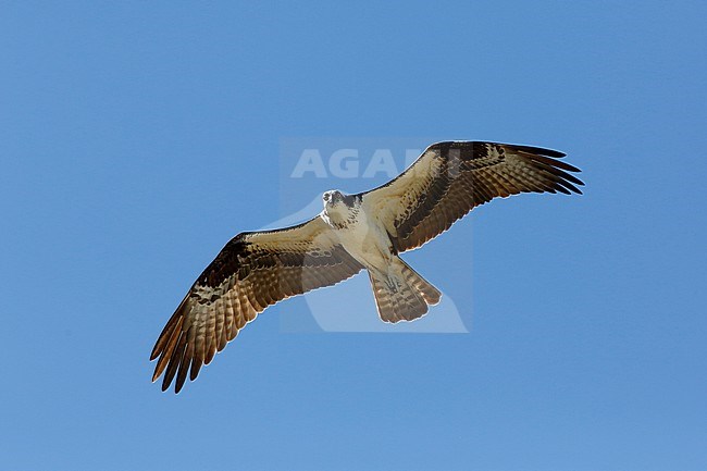 American Osprey, Pandion haliaetus carolinensis, in flight seen from below. stock-image by Agami/Chris van Rijswijk,