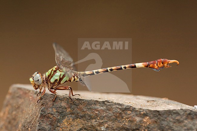 Mannetje Paragomhus elpidius, Male Corkscrew Hooktail stock-image by Agami/Wil Leurs,