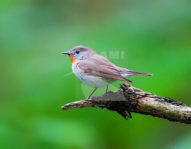 Red-breasted Flycatcher (Picedula parva) second year male during spring on the Dutch Wadden Isle Schiermonnikoog. stock-image by Agami/Marc Guyt,