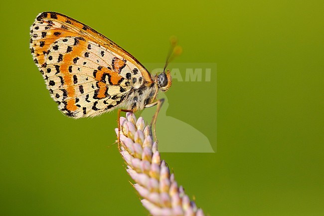 Spotted Fritillary, Tweekleurige parelmoervlinder, Melitaea didyma stock-image by Agami/Wil Leurs,