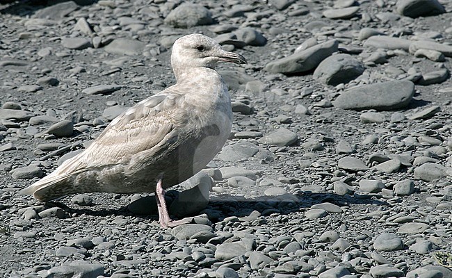 First-summer Glaucous-winged Gull (Larus glaucescens) summering in Alaska, United States. Standing on bank of pebbles along the coast. stock-image by Agami/Pete Morris,