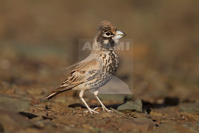 Thick-billed Lark - Knackerlerche - Rhamphocory clotbey, Morocco, male stock-image by Agami/Ralph Martin,