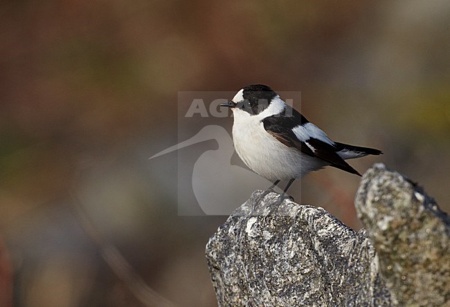 Withalsvliegenvanger; Collared Flycatcher stock-image by Agami/Markus Varesvuo,