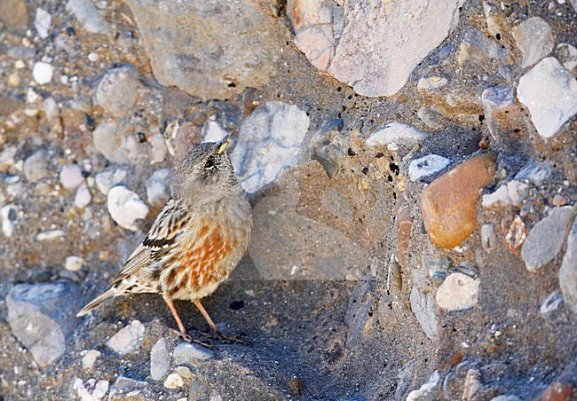 Alpenheggemus foeragerend boven de boomgrens; Alpine Accentor foraging above tree line stock-image by Agami/Markus Varesvuo,