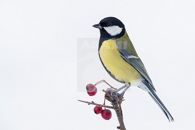 Great Tit (Parus major aphrodite), adult perched on hawthorn branch with berries stock-image by Agami/Saverio Gatto,