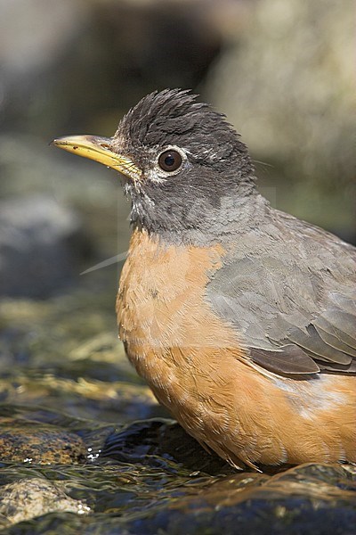 American Robin (Turdus migratorius) perched on a rock in Toronto, Ontario, Canada. stock-image by Agami/Glenn Bartley,