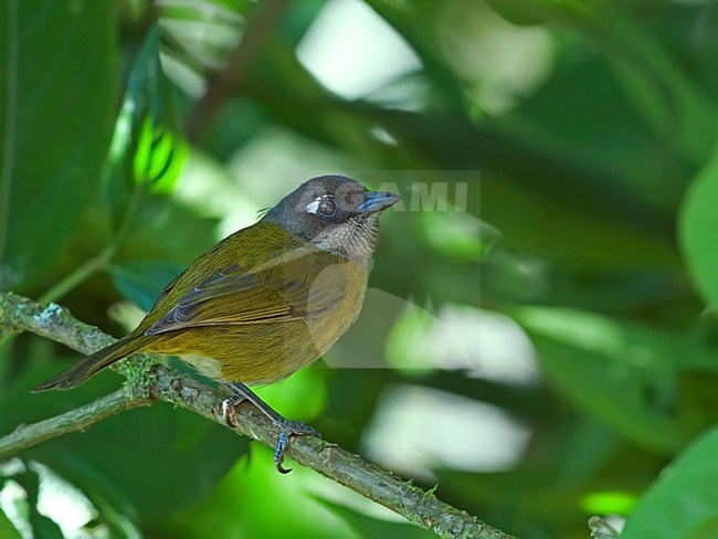 Briltangare, Common Bush-Tanager stock-image by Agami/Alex Vargas,