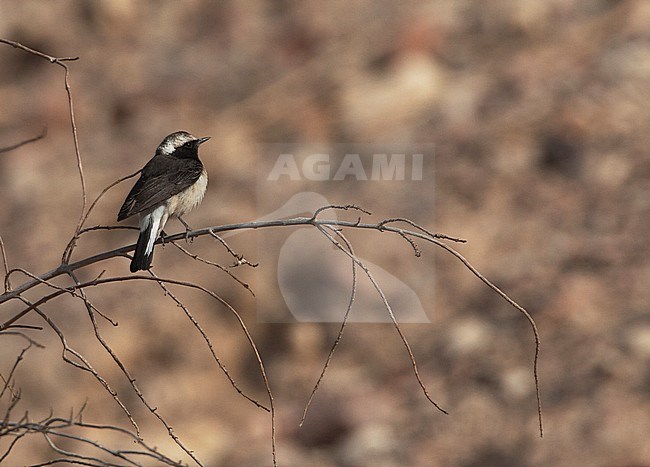 Subadult Cyprus Wheatear (Oenanthe cypriaca) during spring migration at Eilat in Israel. stock-image by Agami/Marc Guyt,