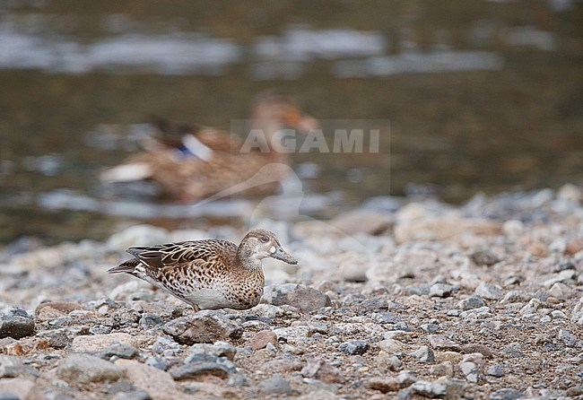 Wintering female Baikal Teal (Anas formosa) in Japan. Walking on the shore. stock-image by Agami/Arie Ouwerkerk,