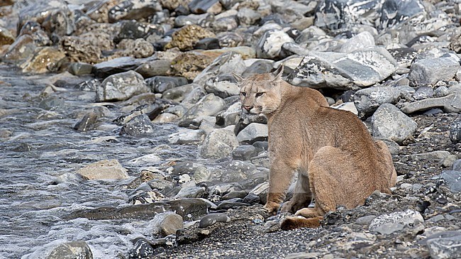 Wild Cougar (Puma concolor concolor) in Torres del Paine national park in Chile. Resting at a river. stock-image by Agami/Dani Lopez-Velasco,