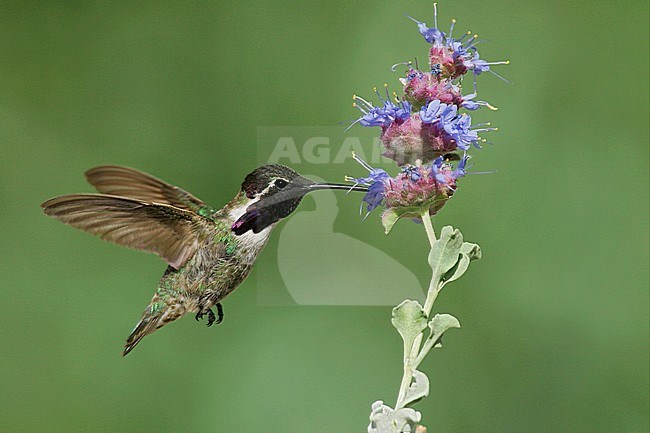 Adult male
Kern Co., CA
April 2005 stock-image by Agami/Brian E Small,