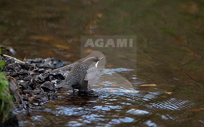 White-throated Dipper (Cinclus cinclus cinclus) spreeading it's wings in creek at Rådvad, Denmark stock-image by Agami/Helge Sorensen,