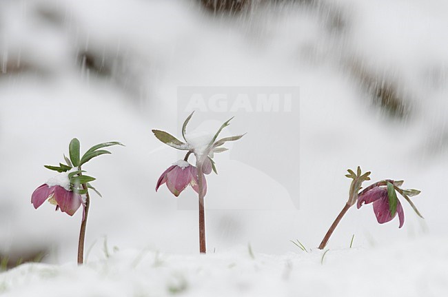 Paarse Helleborus bloemen in de sneeuw, Purple Hellebore flowers in snow stock-image by Agami/Rob de Jong,