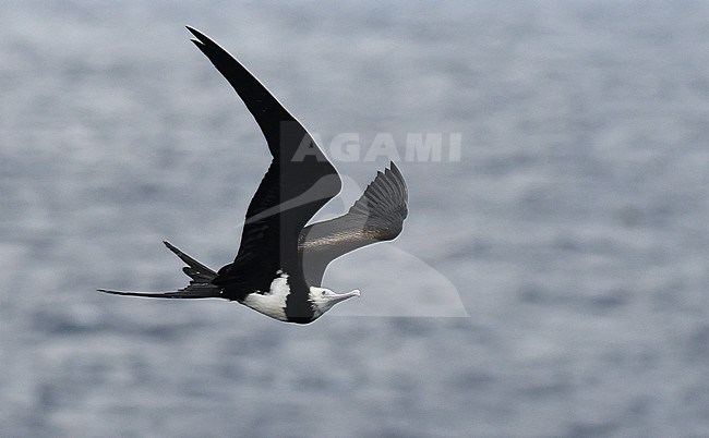Immature Ascension frigatebird (Fregata aquila) at Ascension island. stock-image by Agami/Laurens Steijn,