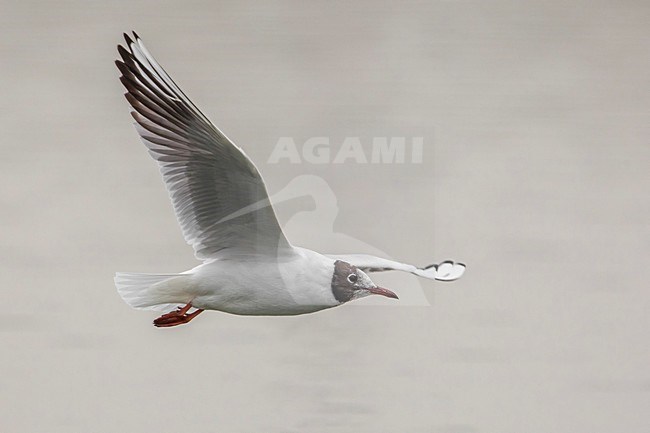 Gabbiano comune; Common Black-headed Gull; Croicocephalus ridibundus stock-image by Agami/Daniele Occhiato,