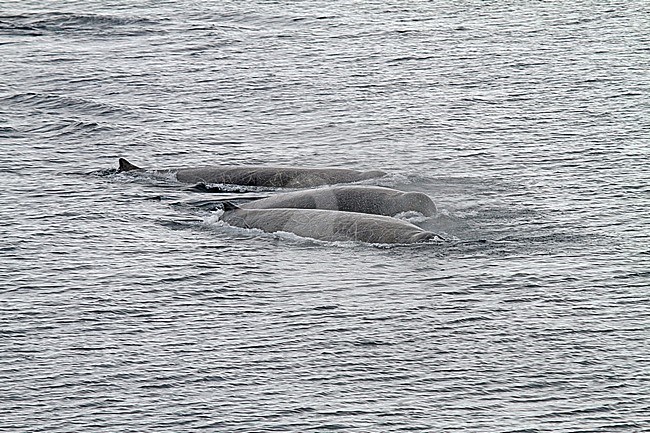 Arnoux's beaked whale stock-image by Agami/Pete Morris,