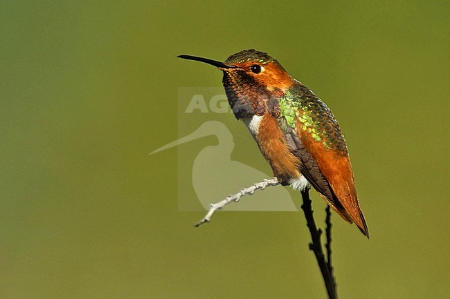 Adult male Allen's Hummingbird wintering in Orange Co., California, USA stock-image by Agami/Brian E Small,