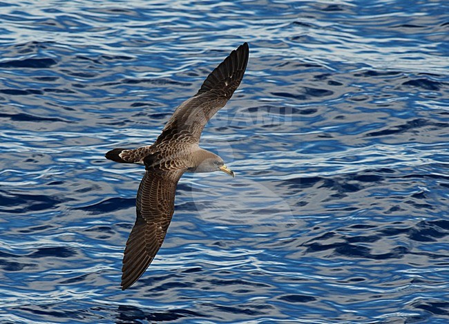 Kuhls Pijlstormvogel, vliegend boven de Atlantische oceaan; Coryâ€™s Shearwater flying above the Altlantic ocean stock-image by Agami/Laurens Steijn,