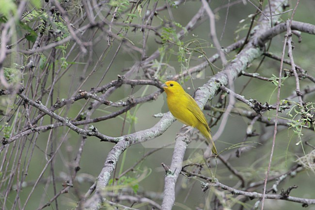 Gewone Saffraangors; Saffron Finch stock-image by Agami/Mike Danzenbaker,