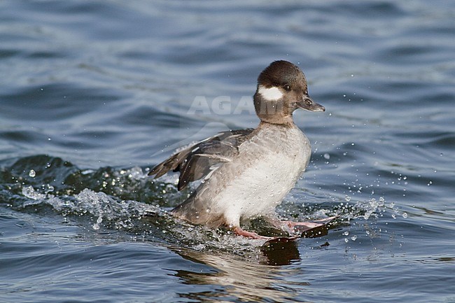 Bufflehead (Bucephala albeola) swimming on a pond near Victoria, BC, Canada. stock-image by Agami/Glenn Bartley,