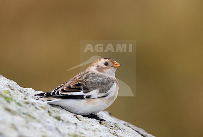 Sneeuwgors, Snow Bunting, Plectrophenax nivalis stock-image by Agami/Hugh Harrop,