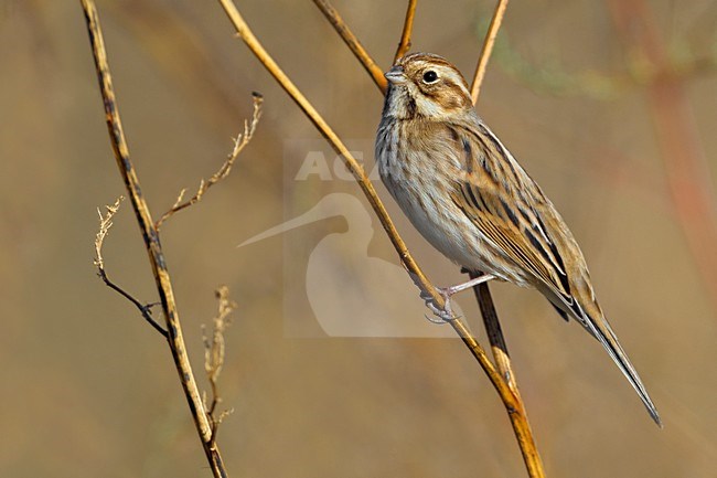 Vrouwtje Rietgors; Female Common Reed Bunting stock-image by Agami/Daniele Occhiato,