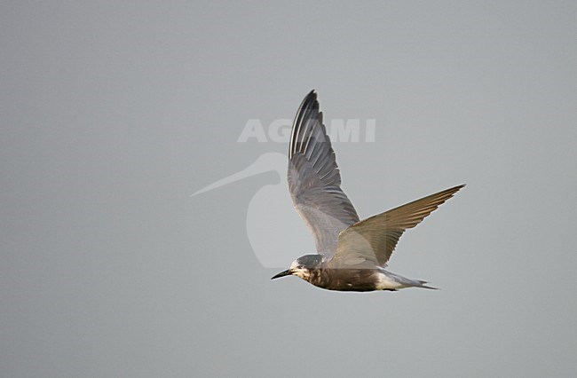 Black Tern (Chlidonias niger) Hungary July 2006 stock-image by Agami/Markus Varesvuo,