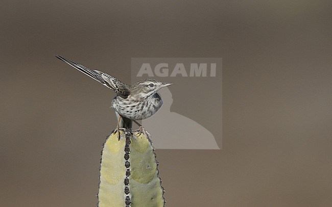 Berthelot's Pipit (Anthus berthelotii berthelotii) taking off from a cactus at la Rasca, Tenerife, Canary Islands stock-image by Agami/Helge Sorensen,