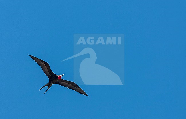 Adult male Ascension frigatebird (Fregata aquila) in flight over Ascension island. stock-image by Agami/Marc Guyt,