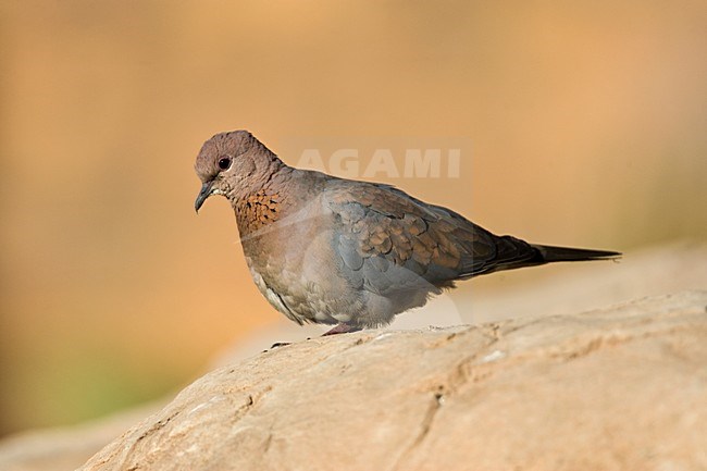 Palmtortel, Laughing Dove, Streptopelia senegalensis stock-image by Agami/Marc Guyt,