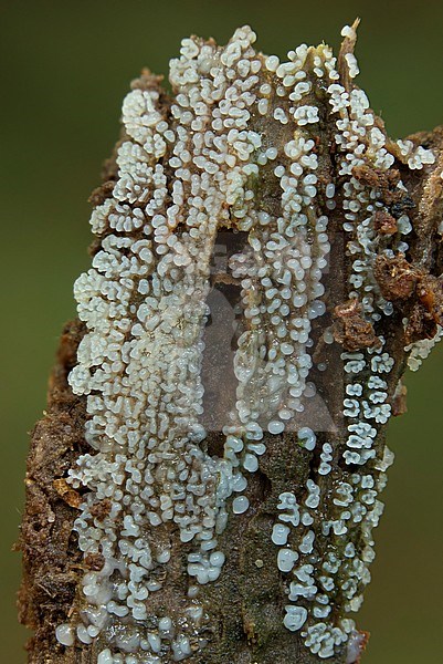 Plasmodiale slijmzwammen; Myxogastria; stock-image by Agami/Walter Soestbergen,
