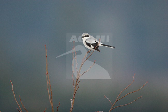 Klapekster zittend in top van struik. Great Grey Shrike sitting in top of a bush stock-image by Agami/Ran Schols,