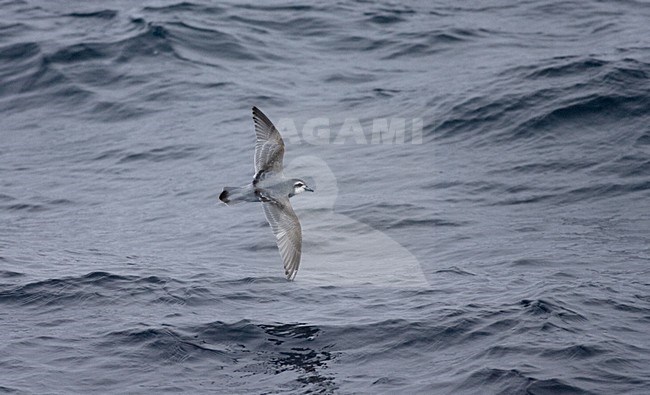 Antarctic Prion flying over the sea; Antarctische Prion, Pachyptila desolata vliegend boven zee stock-image by Agami/Marc Guyt,