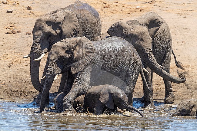 African Bush Elephant (Loxodonta africana),  a herd taking a bath, Mpumalanga, South Africa stock-image by Agami/Saverio Gatto,
