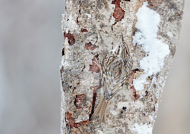 Eurasian treecreeper (Certhia familiaris) wintering in Finland. stock-image by Agami/Markus Varesvuo,