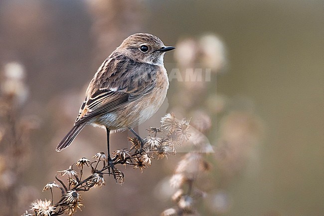 Wintering female European Stonechat (Saxicola rubicola) in Italy. stock-image by Agami/Daniele Occhiato,