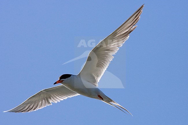 Volwassen Forsters Stern in de vlucht; Adult Forster\'s Tern in flight stock-image by Agami/Martijn Verdoes,