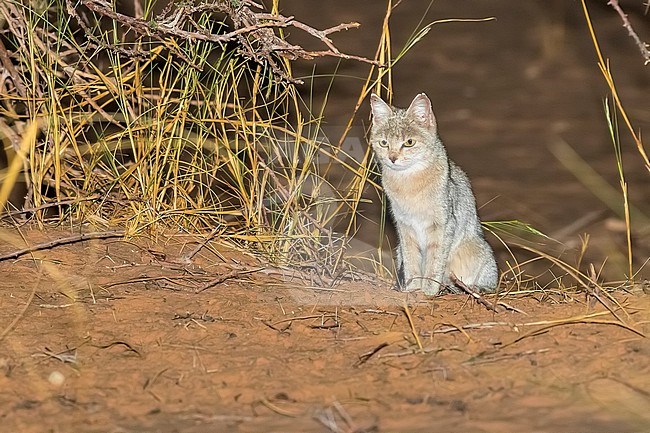 African Wildcat (Felis lybica lybica) sitting in Ouadane desert, Mauritania. stock-image by Agami/Vincent Legrand,