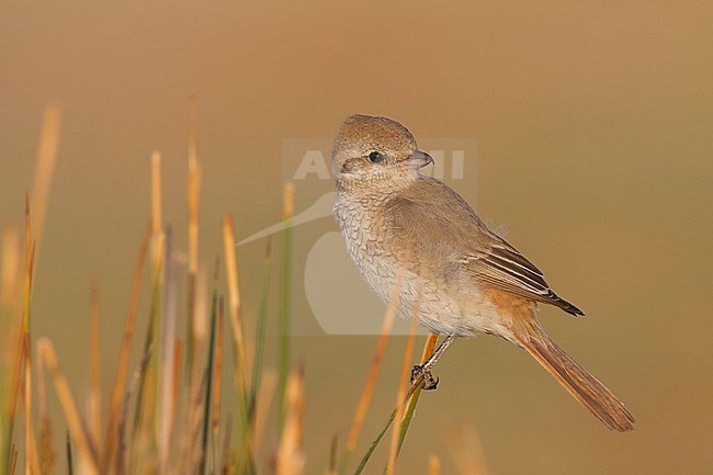 juveniel Daurian Shrike, juvenile Daurische Klauwier stock-image by Agami/Ralph Martin,