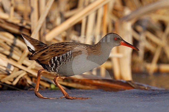 Waterral lopend op ijs; Water Rail walking on ice stock-image by Agami/Chris van Rijswijk,