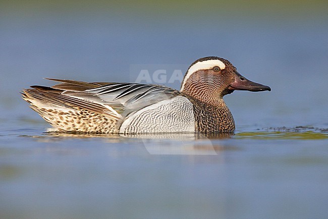 Garganey (Anas querquedula), side view of an adult male swimming in the water, Campania, Italy stock-image by Agami/Saverio Gatto,