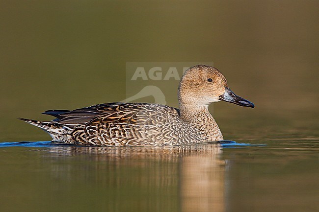 Northern Pintail (Anas acuta) swimming in Victoria, BC, Canada. stock-image by Agami/Glenn Bartley,