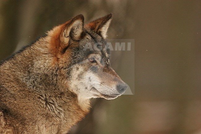 Europese Wolf close-up; European Wolf close up stock-image by Agami/Menno van Duijn,