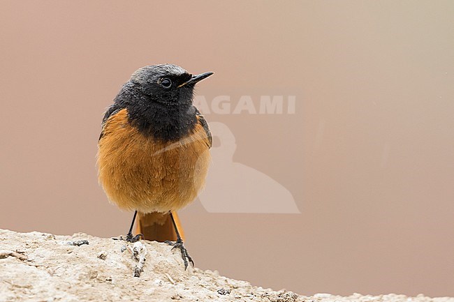 Black Redstart - Hausrotschwanz - Phoenicurus ochruros ssp. phoenicuroides, Kyrgyzstan, adult male stock-image by Agami/Ralph Martin,