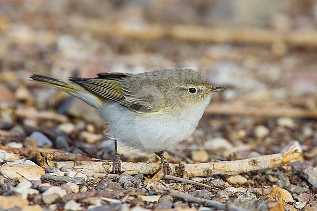 Eastern Bonelli's Warbler (Phylloscopus orientalis) during spring migration in Eilat stock-image by Agami/Daniele Occhiato,