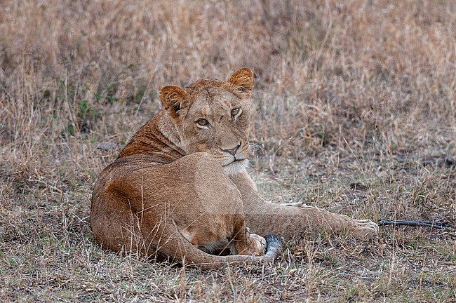 A lioness, Panthera leo, resting and looking at the camera. Mala Mala Game Reserve, South Africa. stock-image by Agami/Sergio Pitamitz,