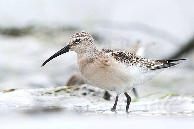 First-winter Curlew Sandpiper (Calidris ferruginea) on migration in Austria. stock-image by Agami/Ralph Martin,